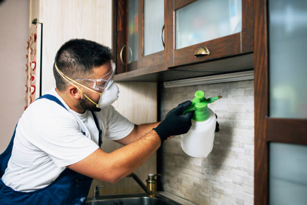 Wasp Removal Services in Adel, IA